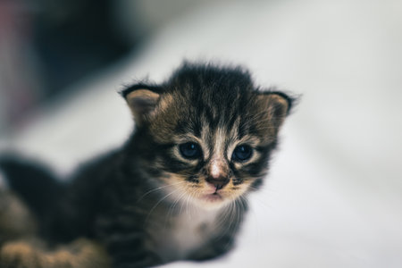 Very young little kitten on white background looks curious at the camera. Baby carton white fabric. Cute little baby kitten on white blanket. The first exploration of a sweet lovely new born kittenの写真素材