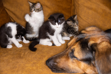 Small little kitty tease a dog. Cat and dog harmoniously side by side, kitten protection across...