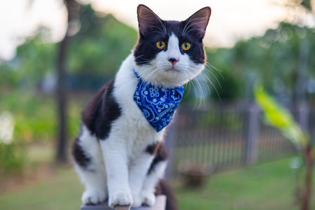 Close up of a cat face. Portrait of a male kitten. Cat looks curious and alert. Detailed picture of a cats face with yellow clear eyes. Close up of cute feline face. a young cat with a blue scarfの写真素材