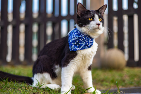 Close up of a cat face. Portrait of a male kitten. Cat looks curious and alert. Detailed picture of a cats face with yellow clear eyes. Close up of cute feline face. a young cat with a blue scarfの写真素材