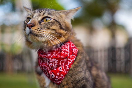 Close up of a cat face. Portrait of a male kitten. Cat looks curious and alert. Detailed picture of a cats face with yellow clear eyes. Close up of cute feline face. a young cat with a red scarfの写真素材