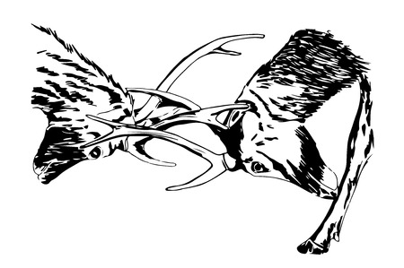 Hand drawn sketch of deers fighting, using black ink pen, isolated on white background.のイラスト素材