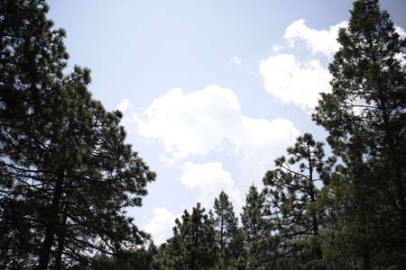 Forest and clouds in the sky photographの写真素材