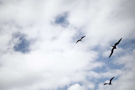 Three birds in the cloudsの写真素材