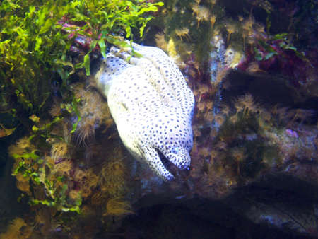 Aquarium