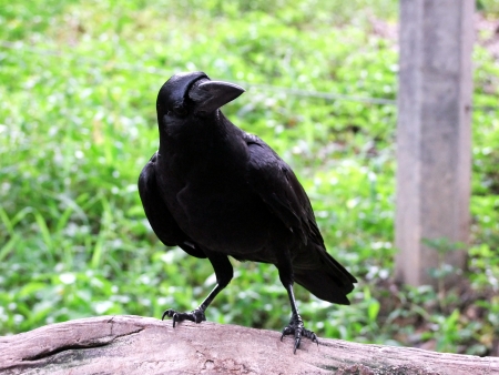   3642;Black crow on the rockの写真素材