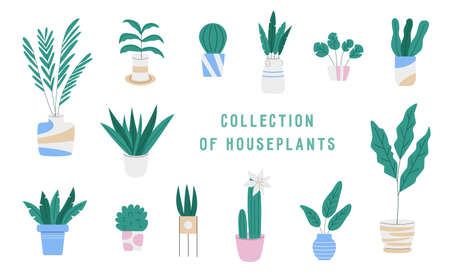 Collection of houseplants in pots in flat styleのイラスト素材