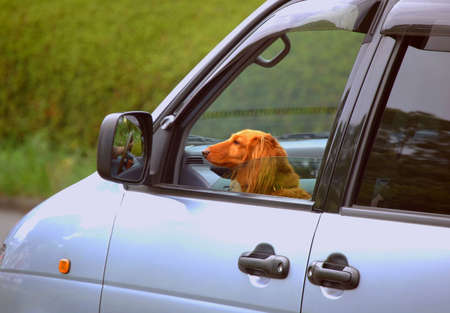 a cute dog looking from an open window sitting at the passenger seatの写真素材