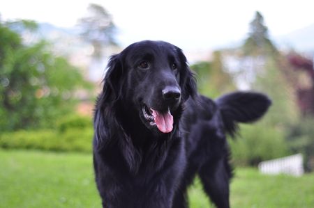 flat coatedの写真素材