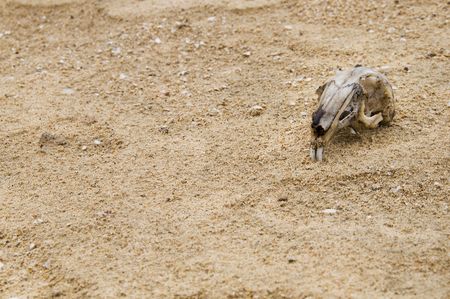 Rodent skull on a stoneの写真素材