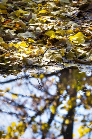 Dead leaves and tree reflectionの写真素材