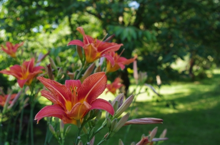 Liliesの写真素材