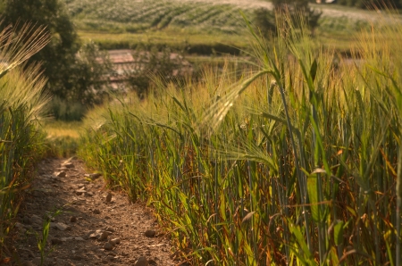 Path in a fieldの写真素材