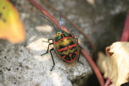 bedbug
