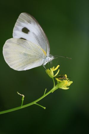 Butterfliesの写真素材