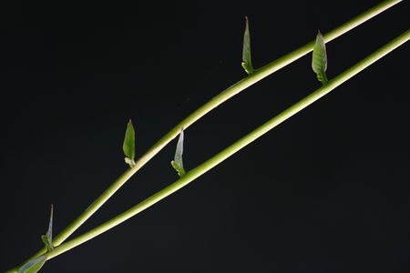 Plants