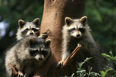 Raccoonの写真素材
