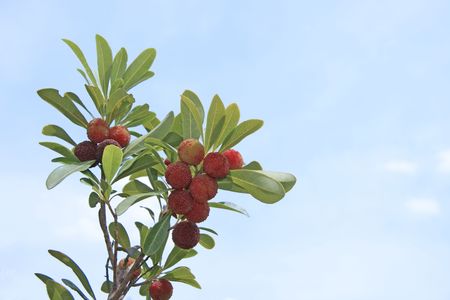 Bayberryの写真素材