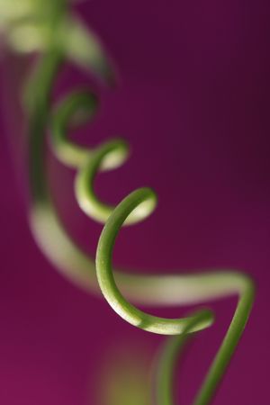 Springの写真素材