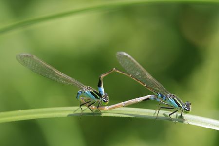 Damselflies matingの写真素材