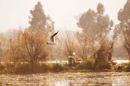 flyingの写真素材