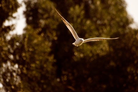 flyingの写真素材