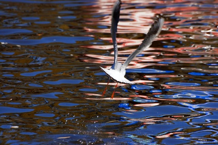 Black-headed Gullの写真素材