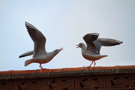 land grabの写真素材