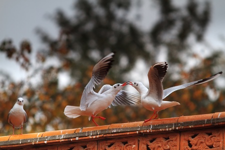 fightの写真素材