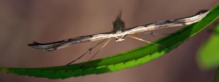 Alien speciesの写真素材