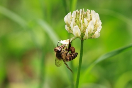 Mining as the last drop of honeyの写真素材