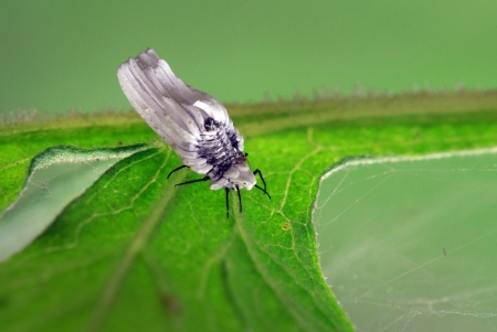 A strange rare mothの写真素材