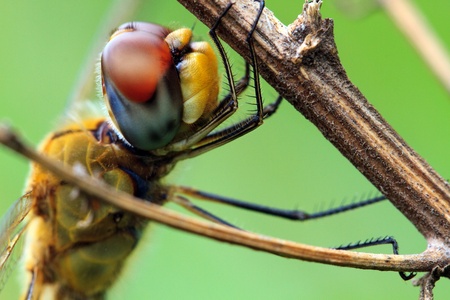 Dragonflyの写真素材