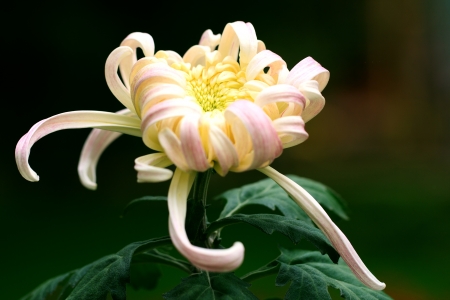 Chrysanthemumの写真素材