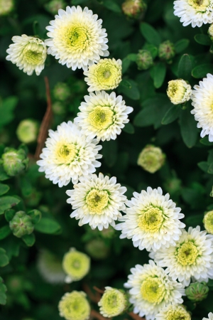 Chrysanthemumの写真素材