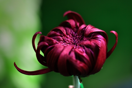 Chrysanthemumの写真素材