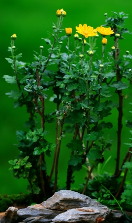 Chrysanthemumの写真素材