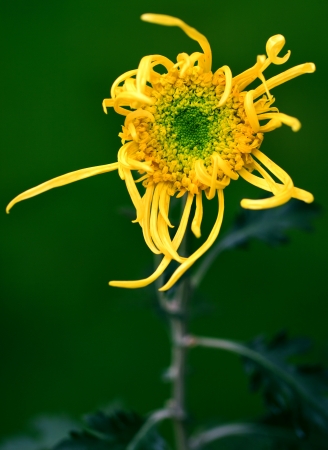 Chrysanthemumの写真素材