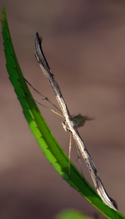 New speciesの写真素材