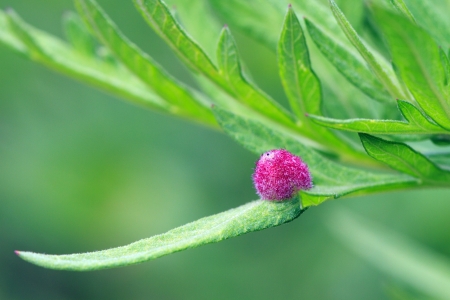 Parasiticの写真素材