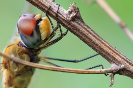 Dragonflyの写真素材