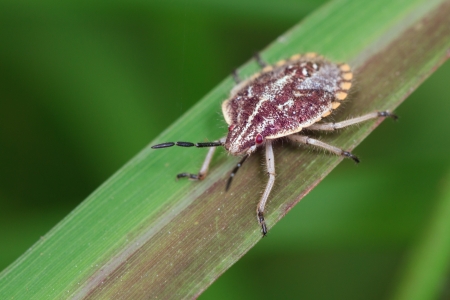 Small insects