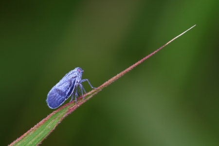 Small insectsの写真素材