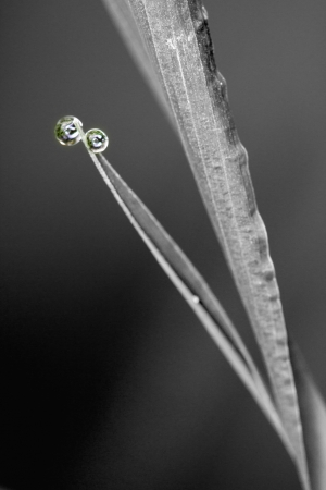 Water dropsの写真素材