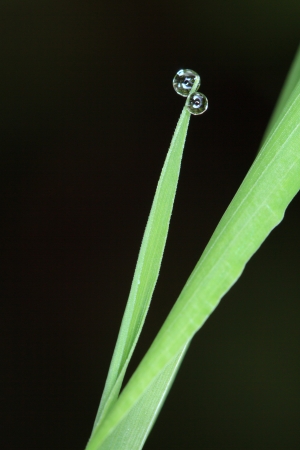 Water dropsの写真素材