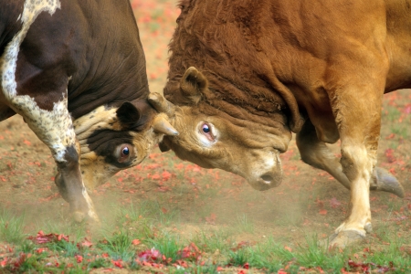 Bullの写真素材