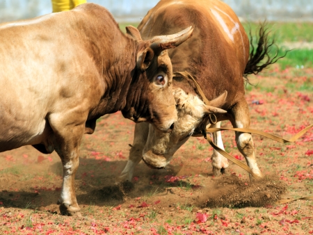 Bullの写真素材