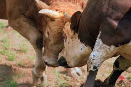 Bullの写真素材