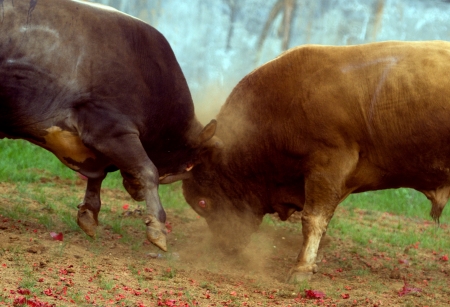 Bullの写真素材