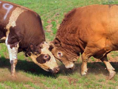 Bullの写真素材